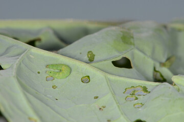 Kohlschabe, Plutella xylostella, Larve, Schadbild © Peter Oetelshofen
