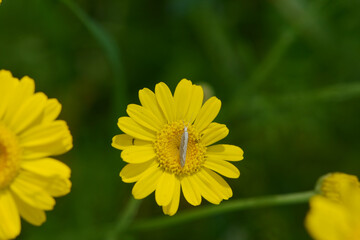 Kohlschabe,  Plutella xylosrella L., Färberkamille