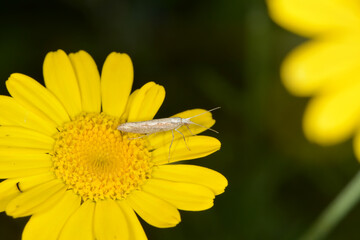 Kohlschabe,  Plutella xylosrella L., Färberkamille