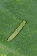 Kohlschabe, Plutella xylostella, Larve, Schadbild