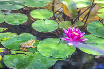 The Historical Botanical Garden La Concepcion in Malaga city at Andalusia, Spain, Europe. Frog and water lily in a serene pond. A peaceful scene of nature's beauty.