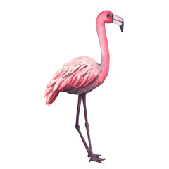 Watercolor pink flamingo. Hand drawn illustration of pink tropical bird. Beautiful Exotic wildlife bird Isolated on White Background. Template for invitation, card, cosmetic package