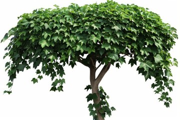 Obraz premium Vibrant green foliage creates a dense, umbrella shaped canopy on a tree, isolated against a white background