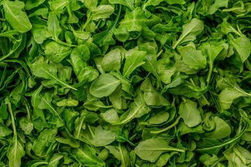 Fototapeta premium Close-up of a pile of mixed green salad leaves