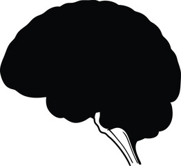 Human brain vector hand drawn. Vector anatomy illustration of the human brain. Brain vector art with white background.