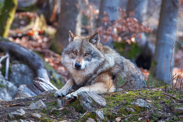 Сlose-up portrait of a wolf. Eurasian wolf, also known as the gray or grey wolf also known as Timber wolf. Scientific name: Canis lupus lupus. Natural habitat. 