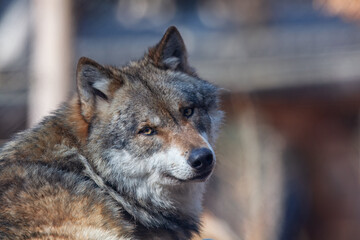 Сlose-up portrait of a wolf. Eurasian wolf, also known as the gray or grey wolf also known as Timber wolf. Scientific name: Canis lupus lupus. Natural habitat. 