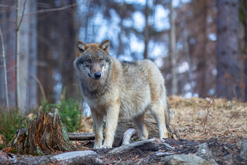 Fototapeta premium Сlose-up portrait of a wolf. Eurasian wolf, also known as the gray or grey wolf also known as Timber wolf. Scientific name: Canis lupus lupus. Natural habitat. 