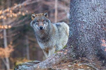 Сlose-up portrait of a wolf. Eurasian wolf, also known as the gray or grey wolf also known as Timber wolf. Scientific name: Canis lupus lupus. Natural habitat. 