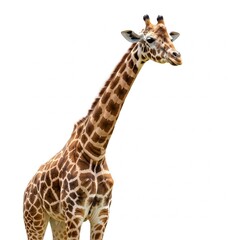 giraffe isolated on white