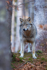 Сlose-up portrait of a wolf. Eurasian wolf, also known as the gray or grey wolf also known as Timber wolf. Scientific name: Canis lupus lupus. Natural habitat. 