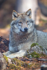 Сlose-up portrait of a wolf. Eurasian wolf, also known as the gray or grey wolf also known as Timber wolf. Scientific name: Canis lupus lupus. Natural habitat. 