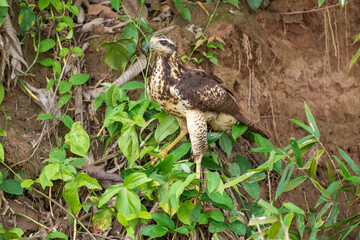 A close up of a Mangrove black hawk (Buteogallus anthracinus subtilis) looking down from a tree