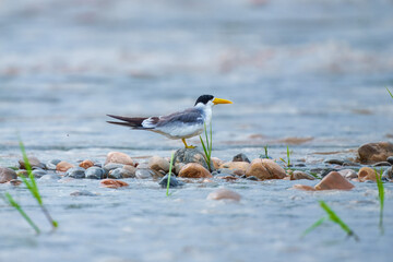 A Large-billed Tern (Phaetusa simplex) in the edge of a river.