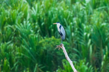 Cocoi heron (Ardea cocoi) in flight, in backlight, Santa Rosa Protected Park, Rurrenabaque, Beni, Bolivia

