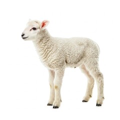 Fototapeta premium lamb isolated on white
