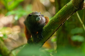 The brown-mantled tamarin (Leontocebus fuscicollis), also known as Spix's saddle-back tamarin, is a species of saddle-back tamarin.