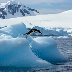 Foto op Canvas penguin jumping off the iceberg in antarctica © Mykola