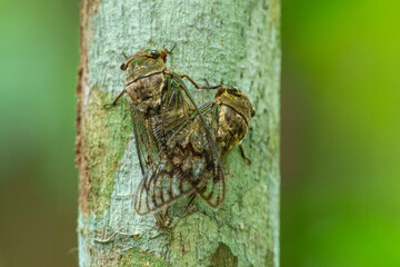 Cicadas part of the Cicadoidea superfamily that have long life cycle. After nymphs search for nutrient in the ground near to the tree root, they moulted, and remaining exoskeletons clinging on tree. 