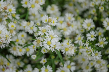 Close up of white daisies or Asteraceae flowers. Abstract tekture and pattern background of daisies. For graphic design or banner background