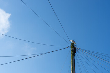 Seagull perched on a telegraph pole with wires against a blue sky. Different perspective.