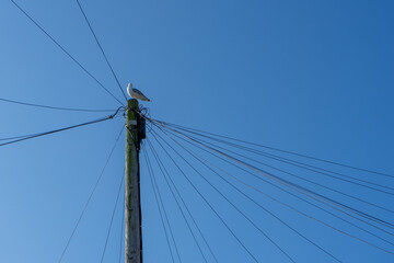 Seagull perched on telegraph pole with wires against a blue sky. Elevated peaceful perspective.