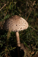 mushroom in the forest