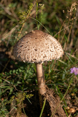 mushroom in the forest