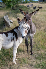 donkeys on a farm