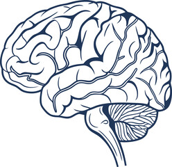 Human brain vector hand drawn. Vector anatomy illustration of the human brain. Brain vector art with white background.