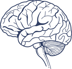 Human brain vector hand drawn. Vector anatomy illustration of the human brain. Brain vector art with white background.