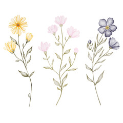 Watercolor flowers, three different flowers of yellow, pink, blue color. Stem with flowers and leaves in delicate colors. Great for greeting cards, invitations, posters, clothing printing.