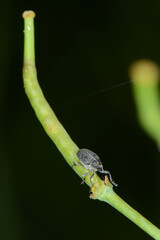 Kohlschotenrüssler,  Echter Kohlschotenrüssler, Ceutorhynchus assimilis, Winterraps