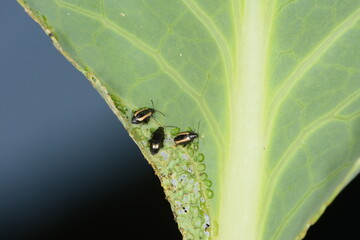 Erdfloh, Gewelltstreifige  Kohlerdfloh, Phyllotreta spp.,  undulata, Kohlblatt