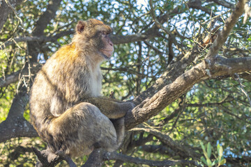Monkey on Gibraltar, British Overseas Territory and city on the Iberian Peninsula. Barbary macaque...