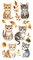 Fototapeta premium American Shorthair