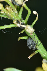 Kohlschotenrüssler,  Echter Kohlschotenrüssler, Ceutorhynchus assimilis, Winterraps