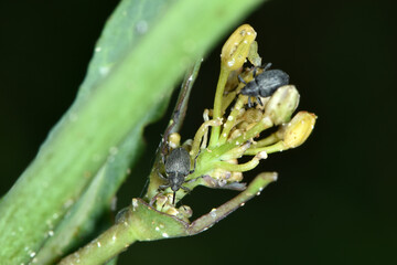 Kohlschotenrüssler,  Echter Kohlschotenrüssler, Ceutorhynchus assimilis, Winterraps