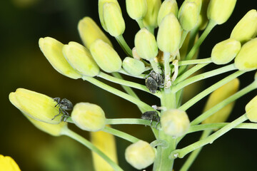 Kohlschotenrüssler,  Echter Kohlschotenrüssler, Ceutorhynchus assimilis, Winterraps