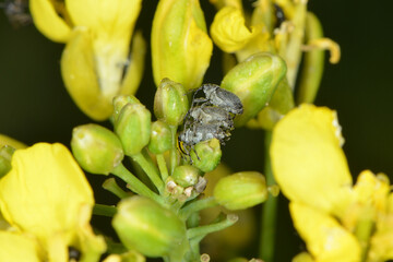 Kohlschotenrüssler, Ceutorhynchus assimilis