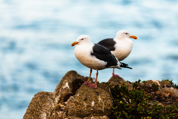 Two seagulls perched on a rocky coastal shore near the ocean.