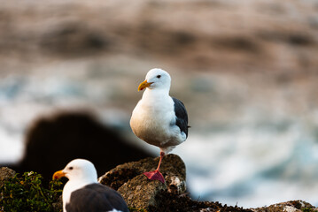 Two seagulls perched on a rocky coastal shore near the ocean.