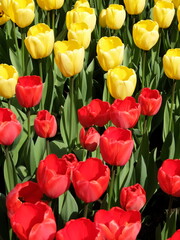 Close-up of beautiful red and yellow tulip flowers in full bloom. A field of red and yellow tulips in Keukenhof garden, Lisse, the Netherlands, Europe.
