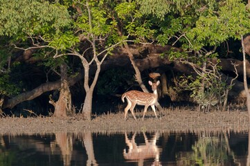Spotted Deer in Sundarban