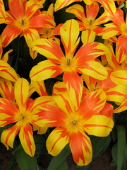 Fototapeta premium Close-up of beautiful red and yellow tulip flowers in full bloom. A field of red and yellow tulips in Keukenhof garden, Lisse, the Netherlands, Europe.