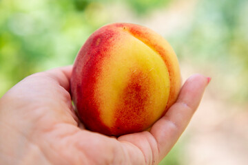 A close-up shot of a ripe peach held in a hand, with vibrant red and yellow hues. The fresh fruit is set against a soft green background, highlighting its natural beauty and sweetness.