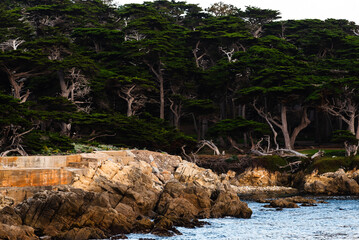 Rocky coastline with windswept cypress trees near Monterey, California.