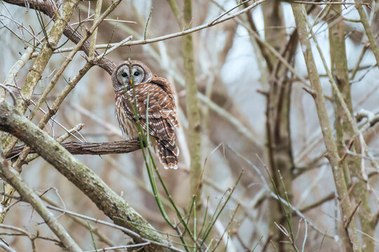 A Barred owl in winter. Chesapeake and Ohio Canal National Historical Park