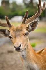The fallow deer walking around its enclosure on safari. Free-roaming animals in the safari park.	