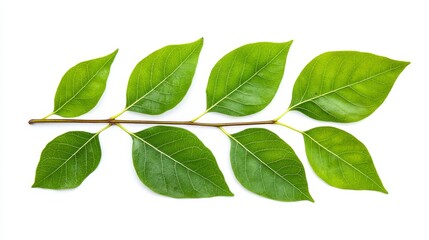 Fototapeta premium Green Branch with Lush Leaves Isolated on White - Nature, growth, spring, freshness, ecology. A top view of a vibrant green branch with leaves isolated on a white background.